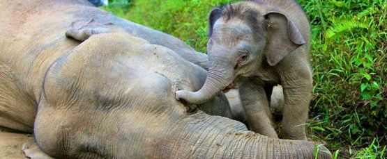 Sabah, Malaysia - pygmy elephants