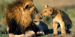 Lions - Avaaz petition