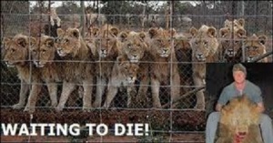 lion industry - waiting to die